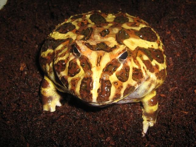 019 - Ceratophrys cranwelli.jpg